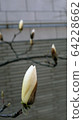 Flower, a flower bud, Bud 64228662