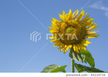 Sunflower and blue sky 64228716