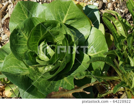 Vegetables green leaf Vegetables green leaf 64228922