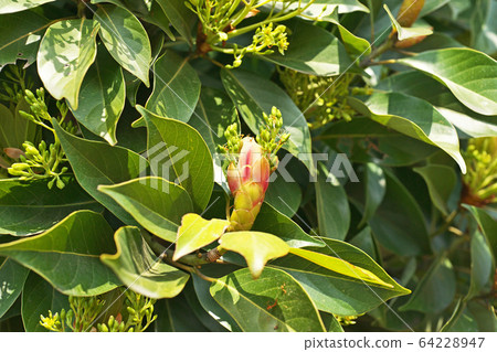 Tabunoki buds Tabunoki buds 64228947