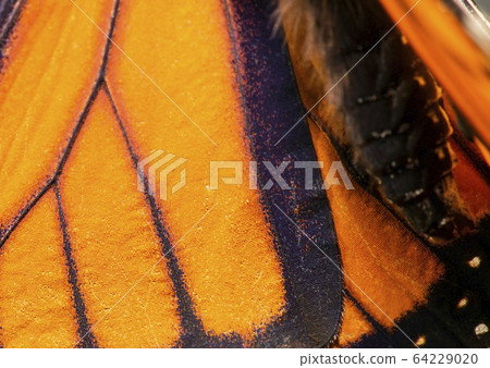 Wonderer Butterfly Wonderer Butterfly 64229020