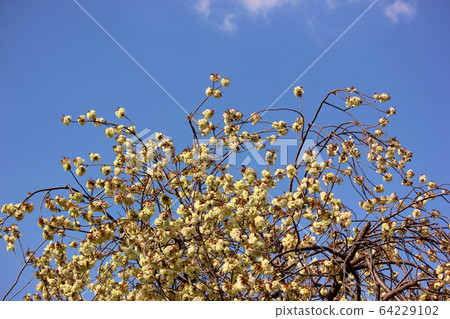 Turmeric cherry blossoms on the Myoshoji Temple (7) exposed to spring sunlight under the blue sky 64229102
