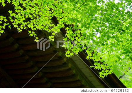 室寺 室寺 64229182