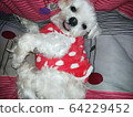 Dog 64229452