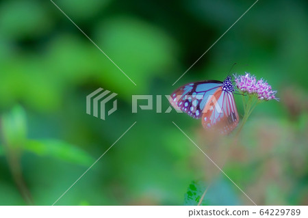 Asagi Madara 64229789