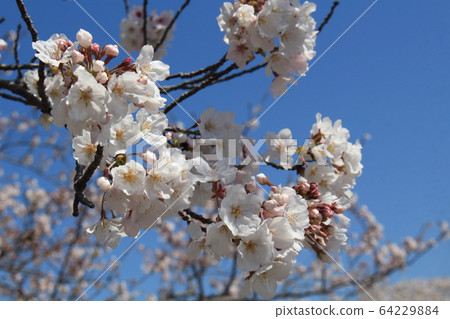 Cherry Blossoms	 64229884