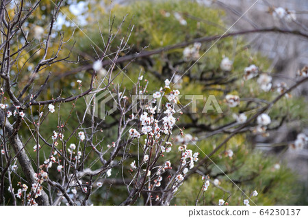 Shiraume and White-eye, Mukaijima Hundred Flower Garden Shiraume and White-eye, Mukaijima Hundred Flower Garden 64230137