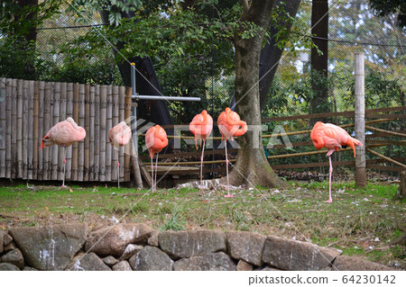 貝尼羅火烈鳥，市川動物園和植物園 64230142