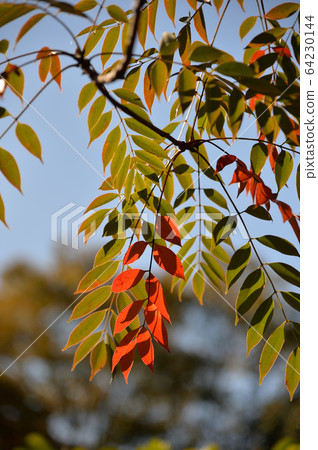 Haji Autumn Leaves, Mukaijima Hundred Flower Garden 64230144