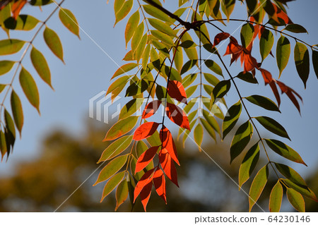 Haji Autumn Leaves, Mukaijima Hundred Flower Garden 64230146