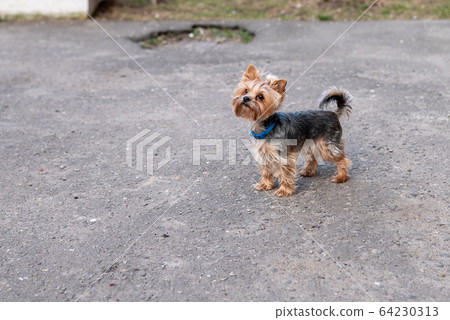 Yorkshirskiy Terrier in the city, on the walk. Yorkshirskiy Terrier in the city, on the walk. 64230313