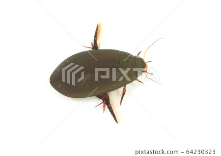 黑色潛水甲蟲 黑色潛水甲蟲 64230323