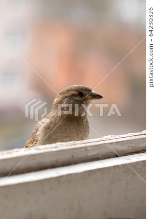 City Sparrow, female, on the balcony. 64230326