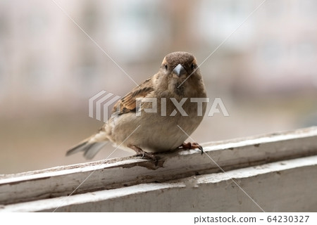 City Sparrow, the male on the balcony. 64230327
