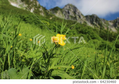 Miyama Kimpoke 64230460