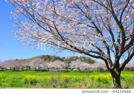 A row of cherry blossom trees and Oba Castle Ruins in Hikichigawa Water Park, Fujisawa City, Kanagawa Prefecture 64230988