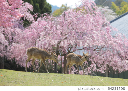 奈良公園鹿春天櫻花奈良世界遺產浮宮 奈良公園鹿春天櫻花奈良世界遺產浮宮 64231508