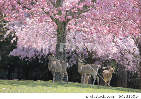 奈良公園鹿春天櫻花奈良世界遺產浮宮 奈良公園鹿春天櫻花奈良世界遺產浮宮 64231509