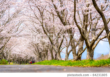 Tsu City Anno Kitakamiyama Flower Road 64231805