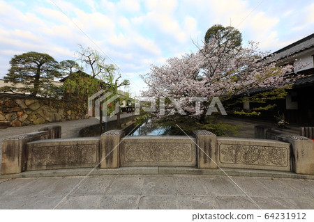 Cherry tree 65 in Bikan district Cherry tree 65 in Bikan district 64231912