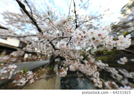 櫻花83 櫻花83 64231925