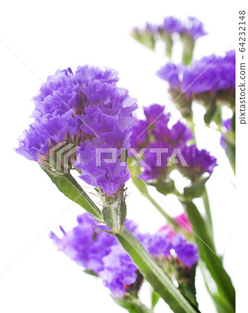 limonium 64232148