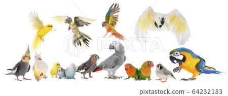 group of birds 64232183