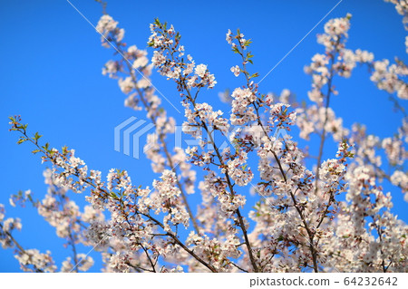 Hanafu紀念公園Tsurumi Foodland 64232642