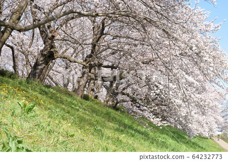 Cherry blossom trees @ distant view / Gongendo Sakuratsutsumi Cherry blossom trees @ distant view / Gongendo Sakuratsutsumi 64232773