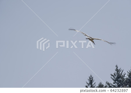 Flight of the stork Flight of the stork 64232897