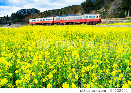 Chiba Prefecture Kominato Railway Ishigami rape field and railcar 64232941