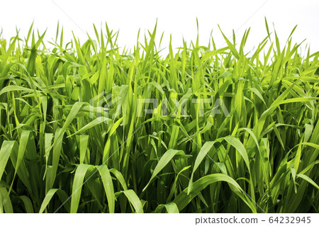 Barley young leaves 64232945