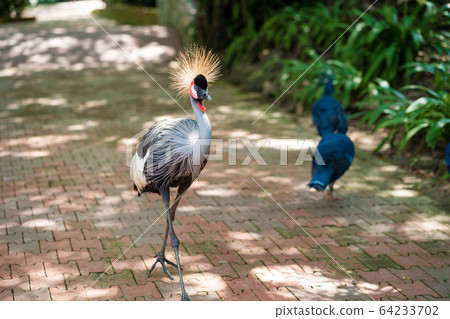Crowned Crane walks along a path in a green park. 64233702