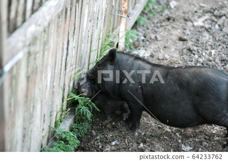 Vietnamese black bast-bellied pig. Herbivore pigs Vietnamese black bast-bellied pig. Herbivore pigs 64233762