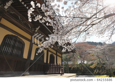Cherry blossoms at Nanzenji 64233886