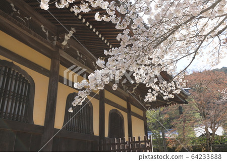 Cherry blossoms at Nanzenji Cherry blossoms at Nanzenji 64233888
