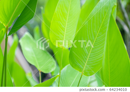 Saturated green leaf of a tropical plant Saturated green leaf of a tropical plant 64234010