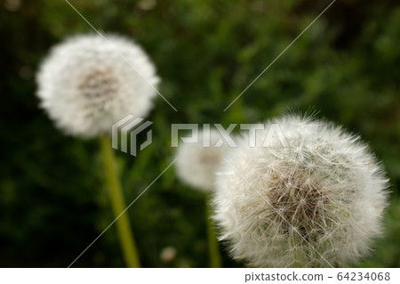 蒲公英絨毛c-1 64234068
