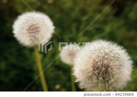 蒲公英絨毛c-2暖色 64234069