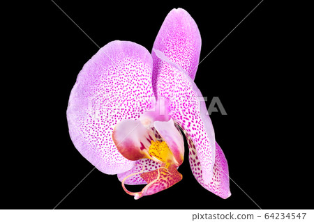 Extreme close up of pink phalaenopsis or Moth orchid from isolated on black Extreme close up of pink phalaenopsis or Moth orchid from isolated on black 64234547