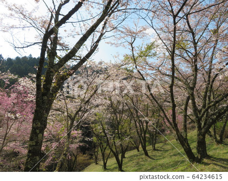 春天風景 春天風景 64234615