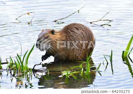 Yamadaike Park 64235273