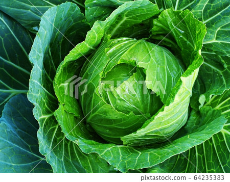 Fresh green cabbage in an organic farm. 64235383