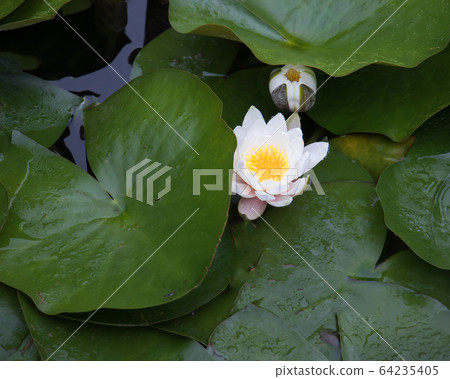 水百合花 64235405