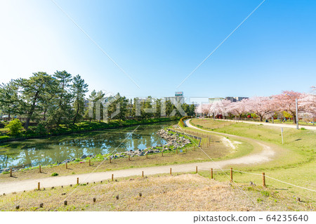 Nikko Kaido Country designated scenic spot Soka Matsubara and cherry blossom scenery Nikko Kaido Country designated scenic spot Soka Matsubara and cherry blossom scenery 64235640