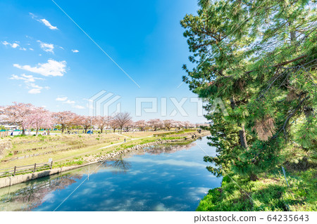 Nikko Kaido Country designated scenic spot Soka Matsubara and cherry blossom scenery 64235643