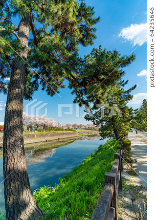 Nikko Kaido Country designated scenic spot Soka Matsubara and cherry blossom scenery 64235646