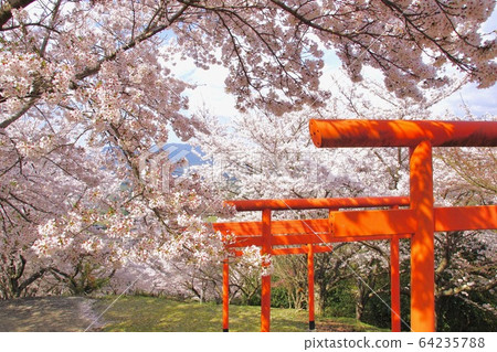 Umegae Daimyojin in full bloom of cherry blossoms Inari Shrine, Koino, Hashimoto, Wakayama Prefecture Umegae Daimyojin in full bloom of cherry blossoms Inari Shrine, Koino, Hashimoto, Wakayama Prefecture 64235788