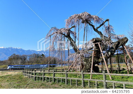 神戶町，北斗市，神戶大櫻櫻和E353特快中央本線，南部阿爾卑斯山上的梓 64235795