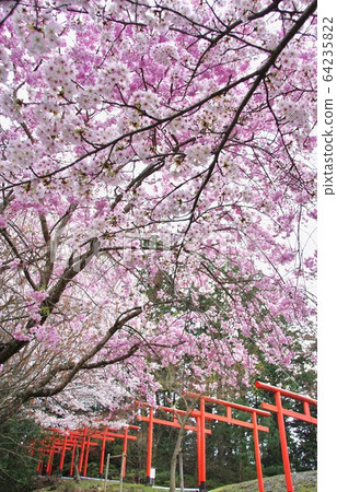 和歌山縣橋本市小野市稻荷神社盛開的梅花大名神 64235822